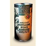 Ancient Bristlecone Pine Tree Growing Kit - Pinus Ponderosa - Grow Evergreen Pines from Seed To Saplings - Kit Includes Seeds, Instructions, More.