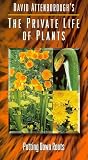Private Life of Plants 2: Putting Down Roots [VHS]