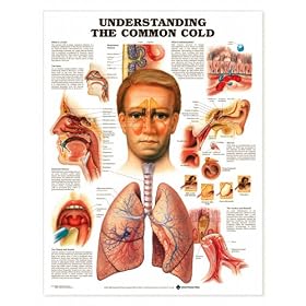 Click here to buy Chart -Understanding the Common Cold by Lake Forest Anatomicals Health.